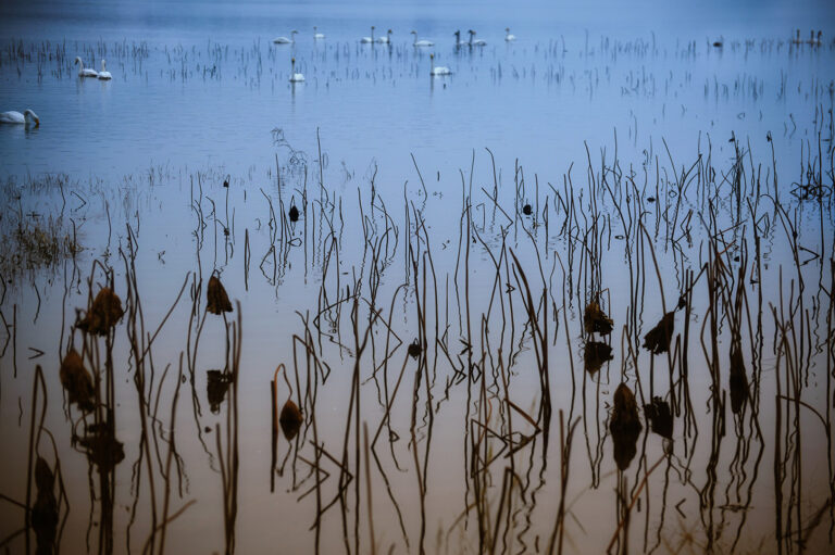 Shu Qing - The-fairy-came-down-to-the-world-5